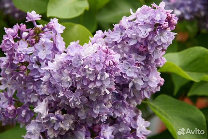 Сирень, миндаль, Ирга