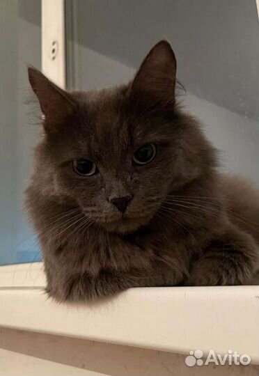 Майкл ищет дом