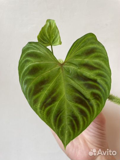 Филодендрон Веррукозум