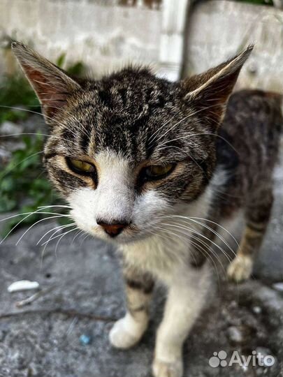 Молодой кот в добрые руки