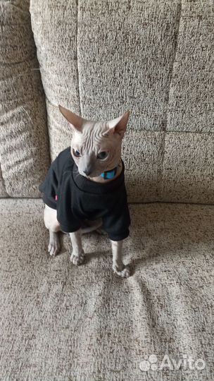 Донской сфинкс кот