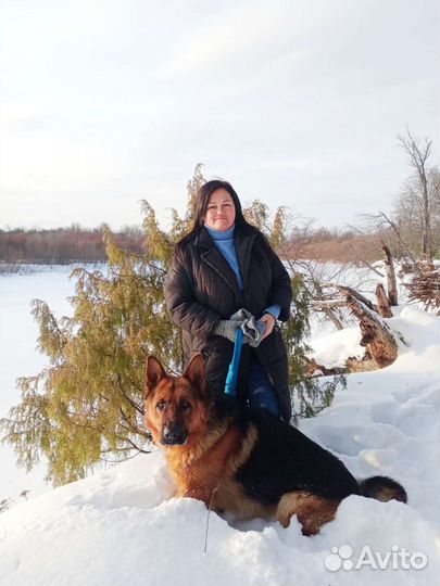 Немецкая овчарка вязка кобель