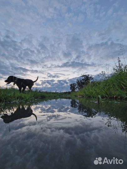 Пес в добрые руки