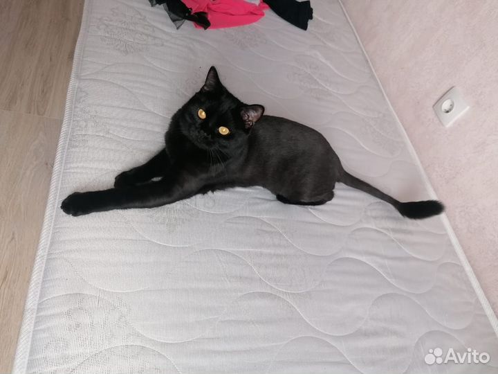 Котик в дар