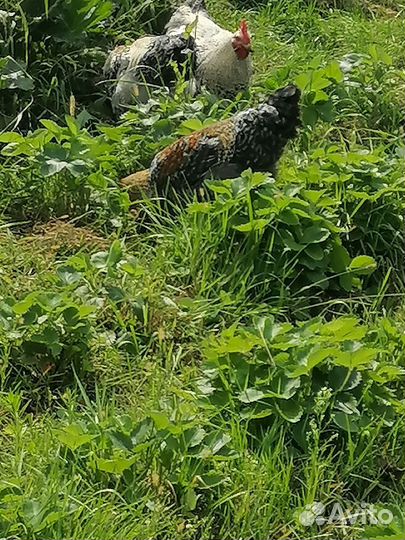 Молодые петушки