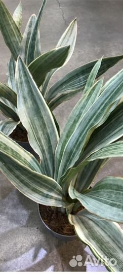 Сансевиерия Металлика