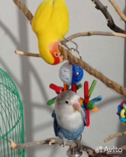 Попугай неразлучники с клеткой