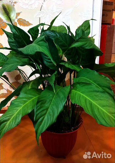 Спатифиллум