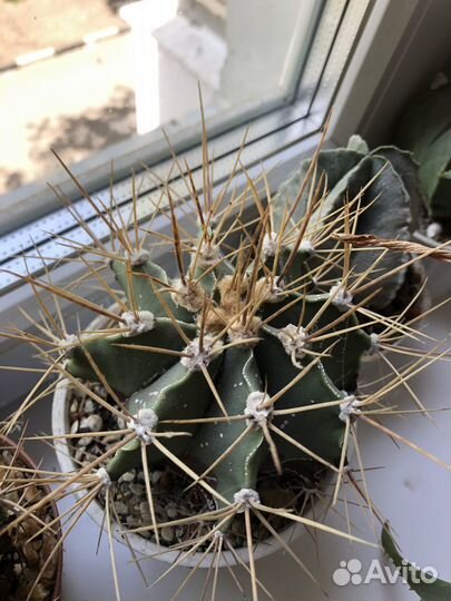 Кактусы редкие