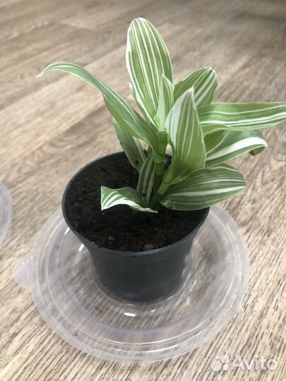 Традесканция белая