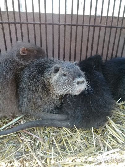 Нутрии