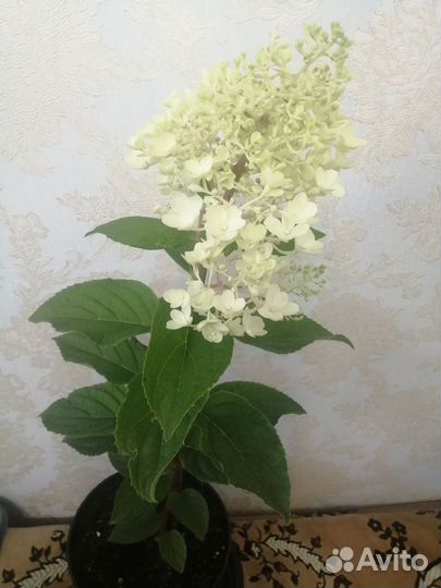 Гортензия, Сирень, Орхидея, Фикус Мокламе,Олеанд