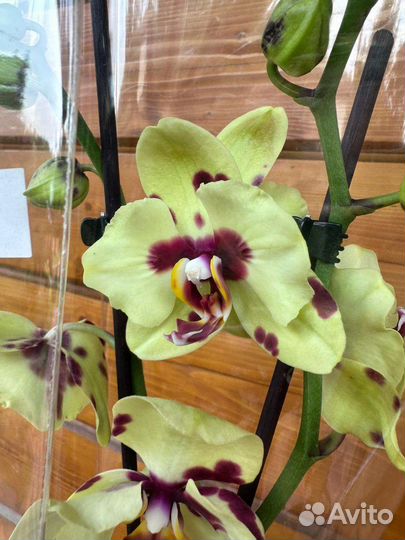 Орхидея бабочка