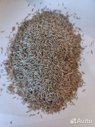 Семена красной овсяницы