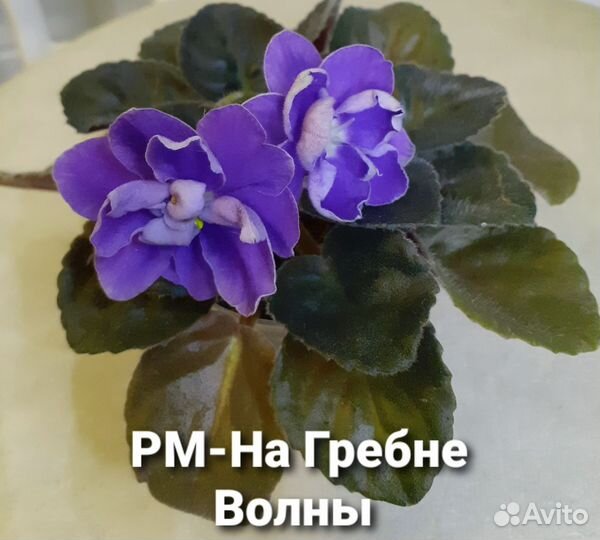 Сортовые фиалки