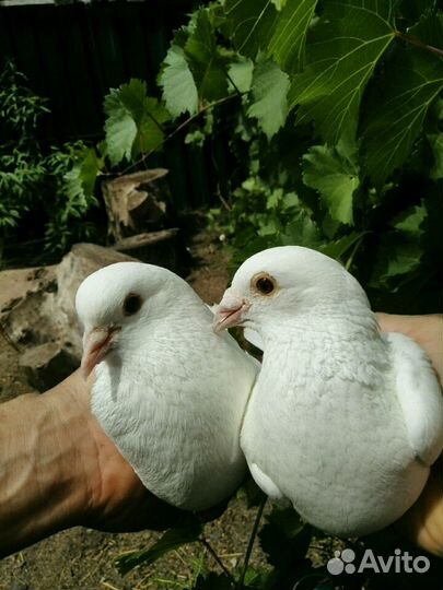 Белых голубей
