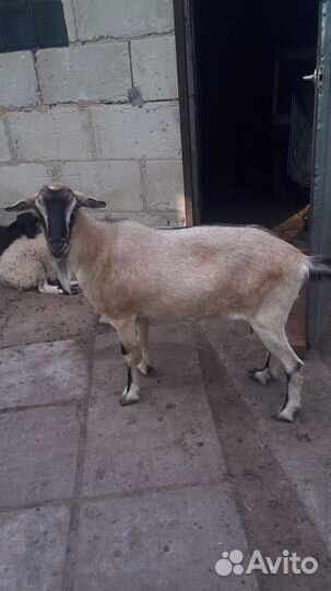 Коза породистая