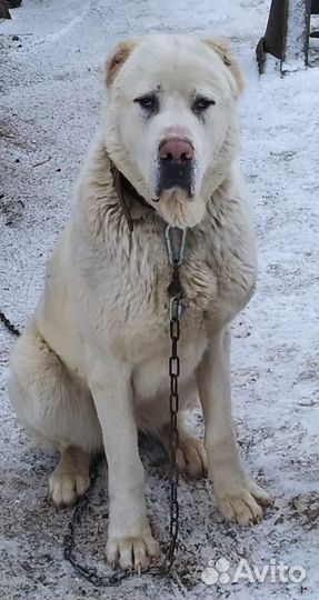 Алабай вязка,кобель