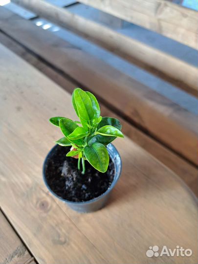 Саженец мандарина