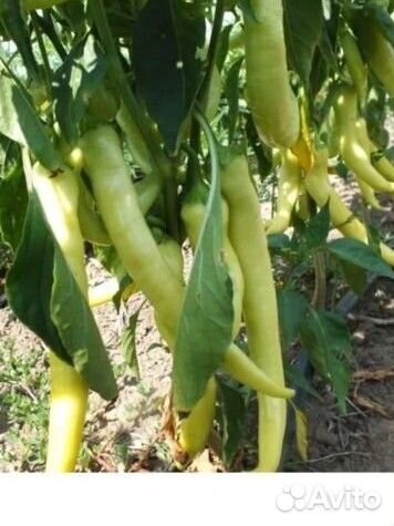 Рассада острого перца