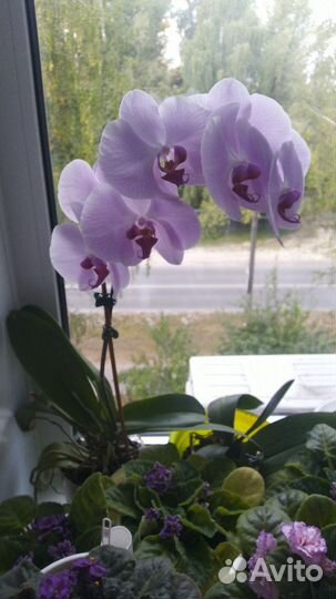 Орхидея