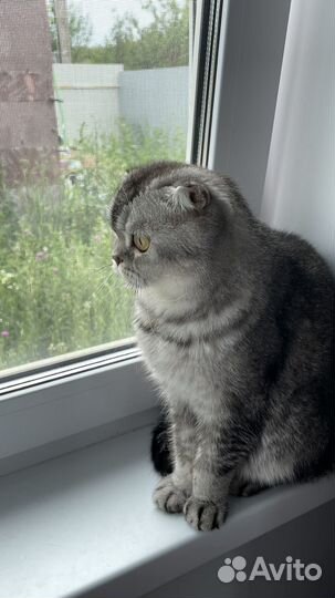 Отдам в добрые руки