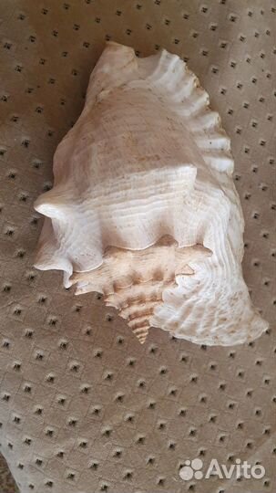 Ракушка большая 30 см. Куба