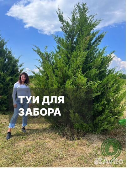 Туя брабант в наличии