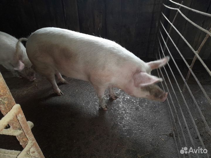Свиноматка ландрас