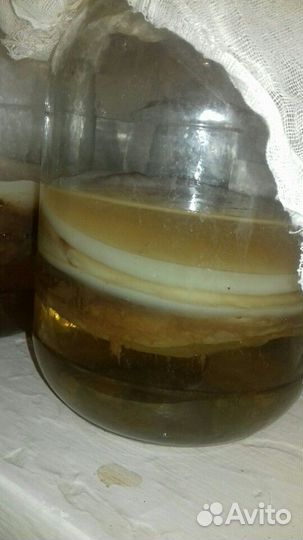 Чайный гриб(комбуча)