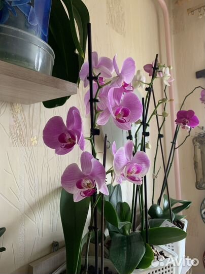 Орхидея