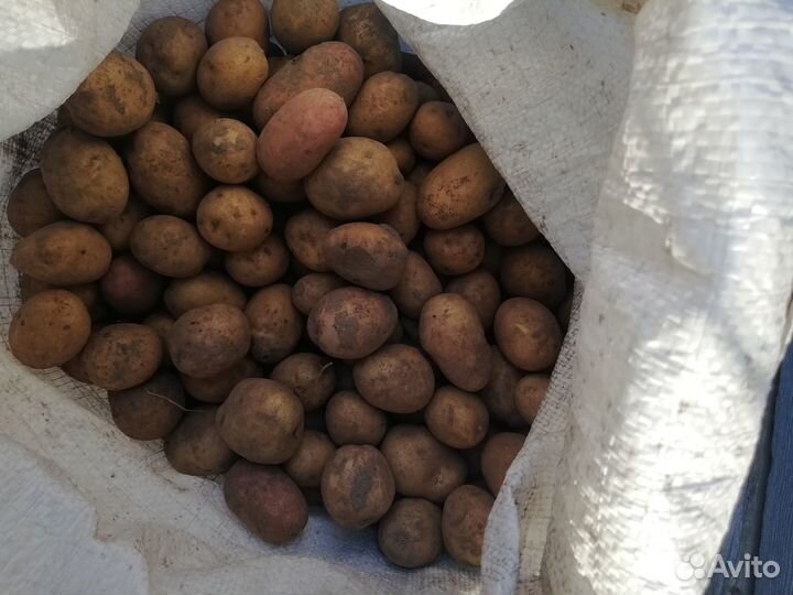 Мелкая картошка на корм скотине
