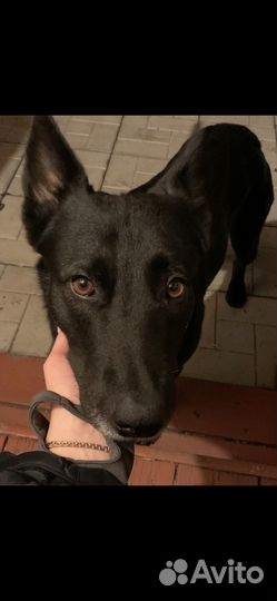 Собака бесплатно