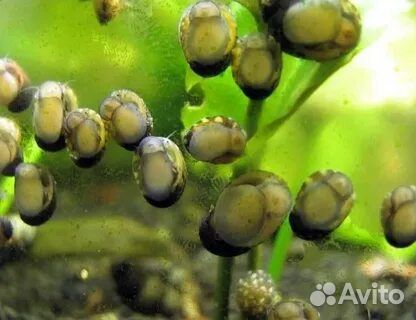 Улитки Теодоксусы