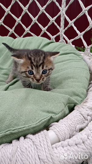 Продаются котята