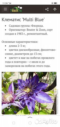 Саженцы клематиса