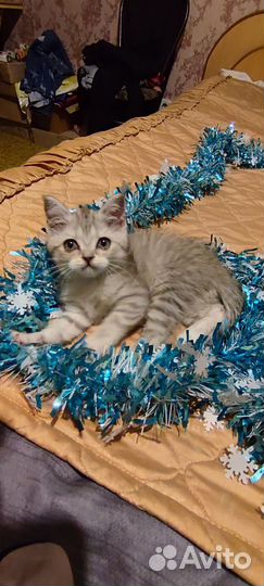 Котята мальчики