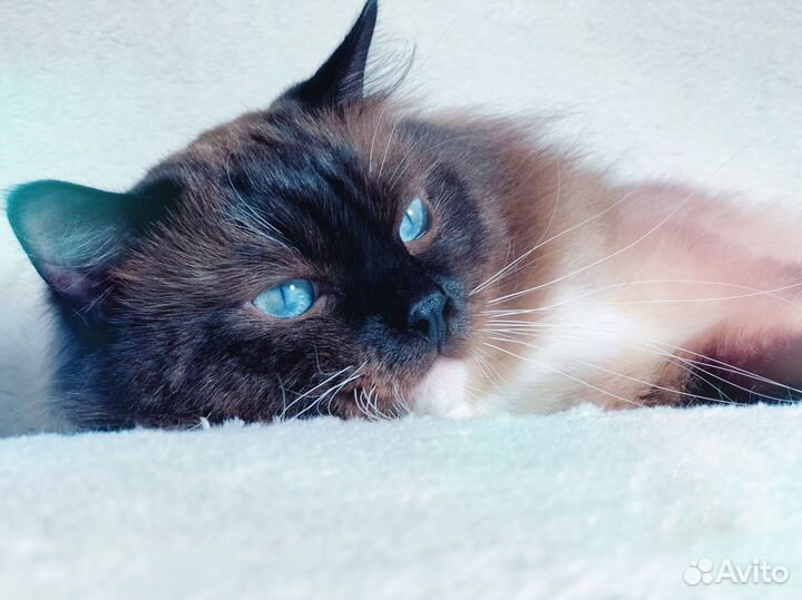 Гиперласковый взрослый рэгдолл Чемпион