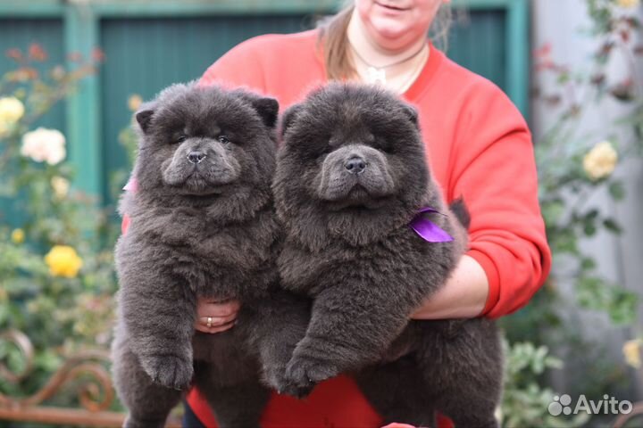 Чау-чау щенки