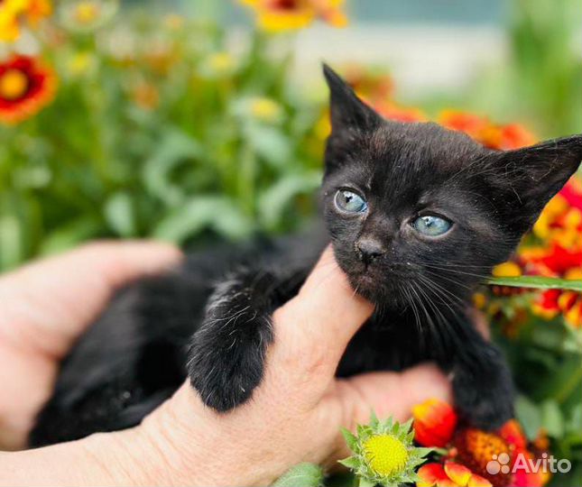 Ася и Черныш ищут любящую семью