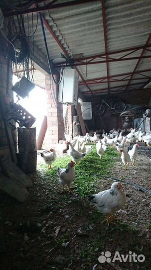 Цыплята подрощенные