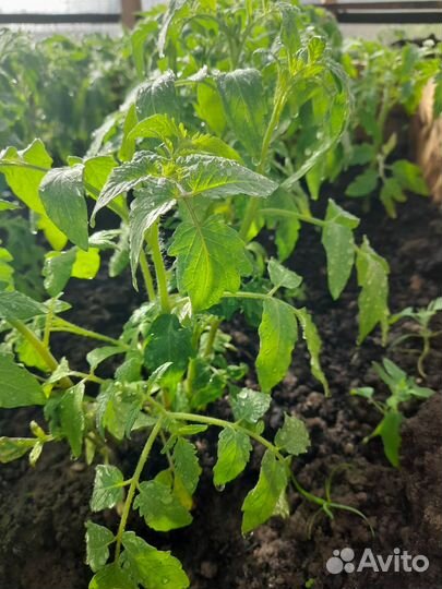 Рассада помидор