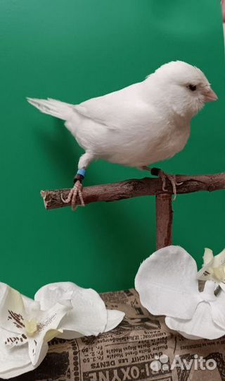 Кенара и канарейки