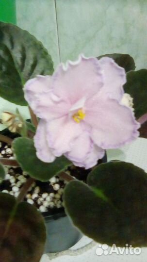 Цветущая Фиалка