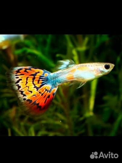 Рыбы гуппи