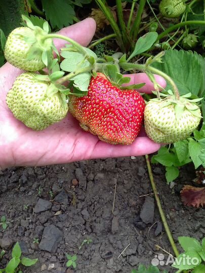 Саженцы клубники