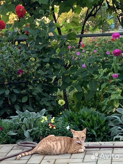 Котик ищет семью