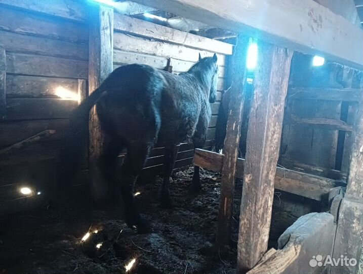 Продам лошадей два года на откорме