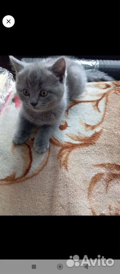 Шотландская