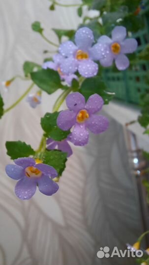 Рассада бакопы